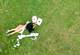 Sexy Drone visual